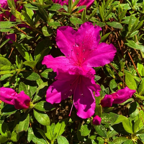 Meet your Posher, Becca - Picture 3 of 5